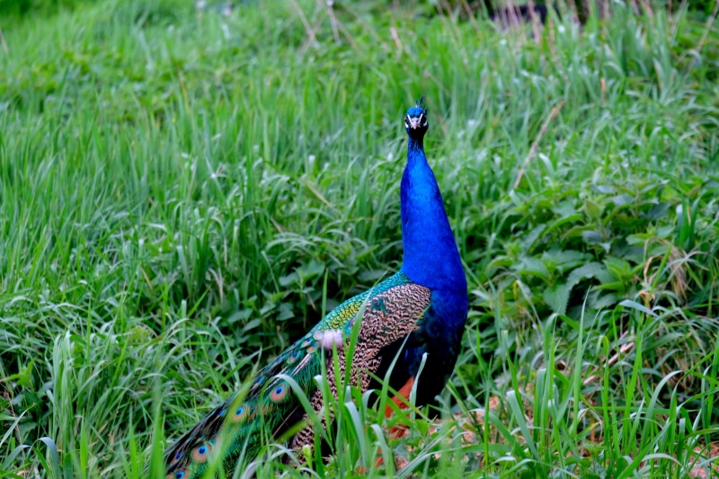 animal, creature, Feather, blue, male Animal, noble, wide, airy, meadow, animals in the wild, animal themes, vertebrate, landscape, head, close-up, majestic
