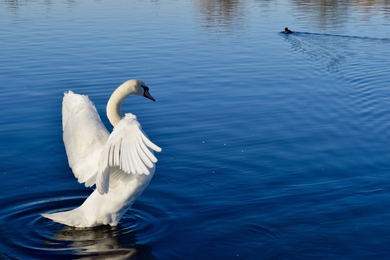 pool, composure, pleasure, happy, peace, palm, beauty in nature, day, travel, mood, mute swan, lifestyle, animal wildlife, 5K, water, calmness, animal