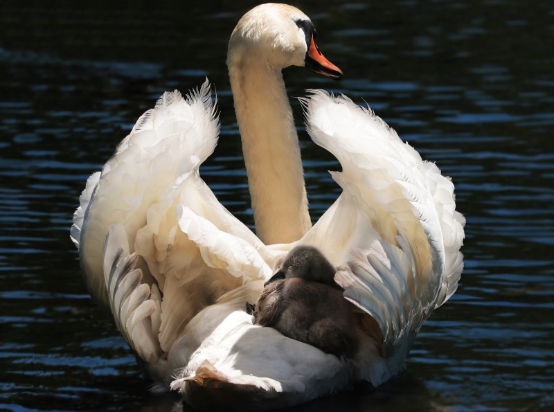 animal, Mute swan, animals in the wild, swimming, pride, swan with baby, 5K, white swan, day, baby taxi, taxi, swan young, baby swan, body, bird, close-up