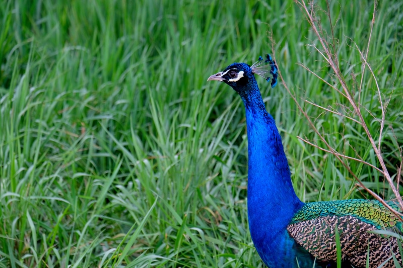 nature, airy, focus on foreground, landscape, 5K, pride, green Color, males, field, multi Colored, animal wildlife, color, strut, beautiful, animal head