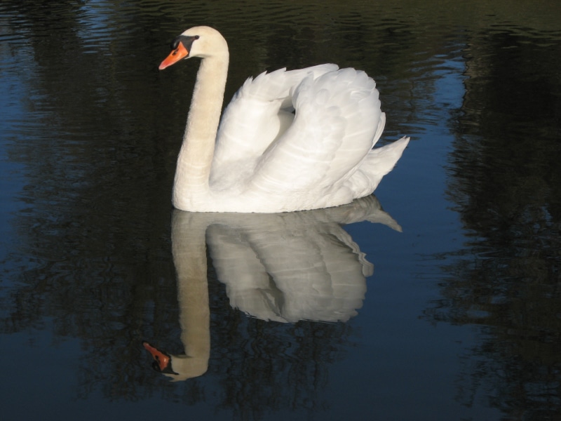 waterfront, white color, beautiful, animal wildlife, reflection, animal themes, goose, animal neck, mute swan, beak, white, pride, 2K, no people, pond