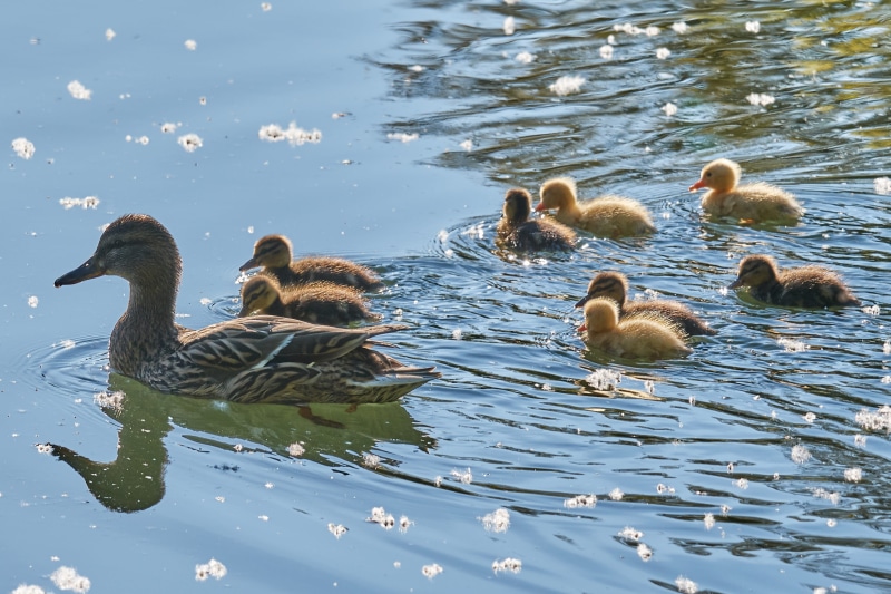 ducks, animal wildlife, mallard, cygnet, medium group of animals, animal themes, close, vertebrate, male, 2K, animal world, bird, animal, animals in the wild