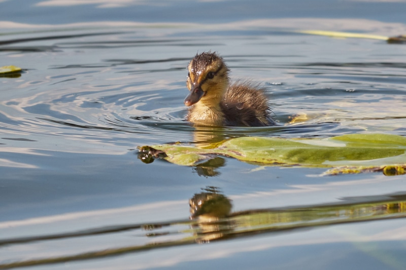 Muter, animal wildlife, animals And Pets, Duck, otter, mallard, leg, no people, bird, waters, Swarm, close, males, day, duckling, aquatic animals, ducks