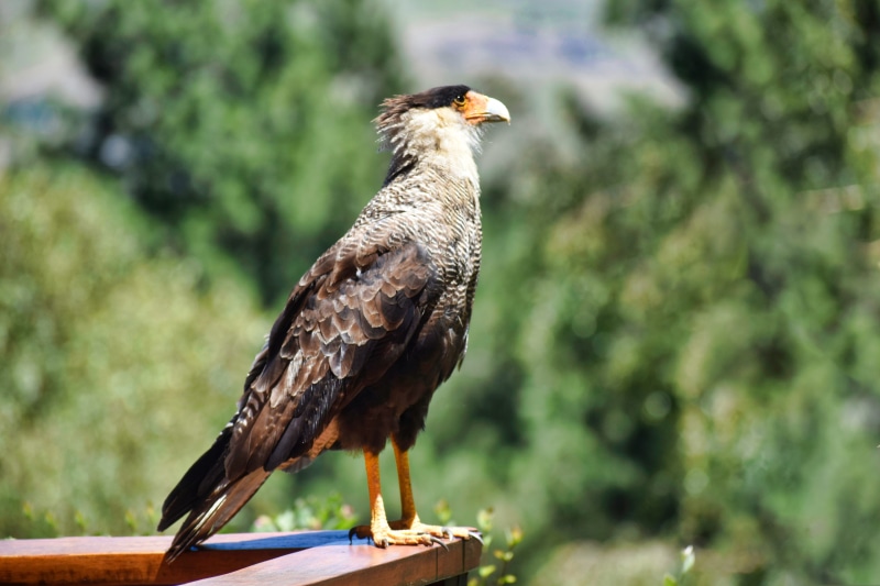 animal themes, plant, animal wildlife, patagonia argentina, looking away, eagle, no people, san martín de los andes, animals, one animal, bird of prey