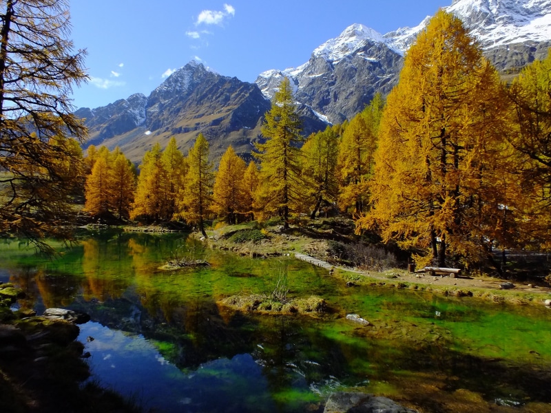 tranquil scene, mirror, near, valle daosta, yellow, tree, aosta valley, change, nature, autumn, growth, waterfront, colorful, mountain range, beauty in nature