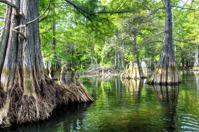 photo, refuge, bayou, tree, beaver, II, camping, baldcypress, wildlife, louisiana, catfish, bass, landing, filter, scenics, hdr, fish, rebel, conservancy