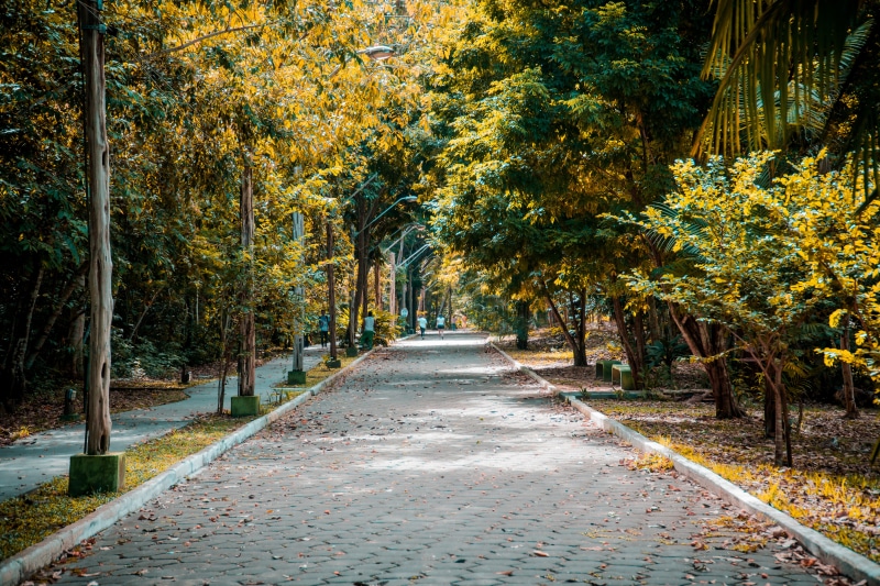 growth, parque, brazil, footpath, 5K, mindu municipal park, tree, beauty in nature, day, scenics - nature, treelined, tranquility, park - man made space