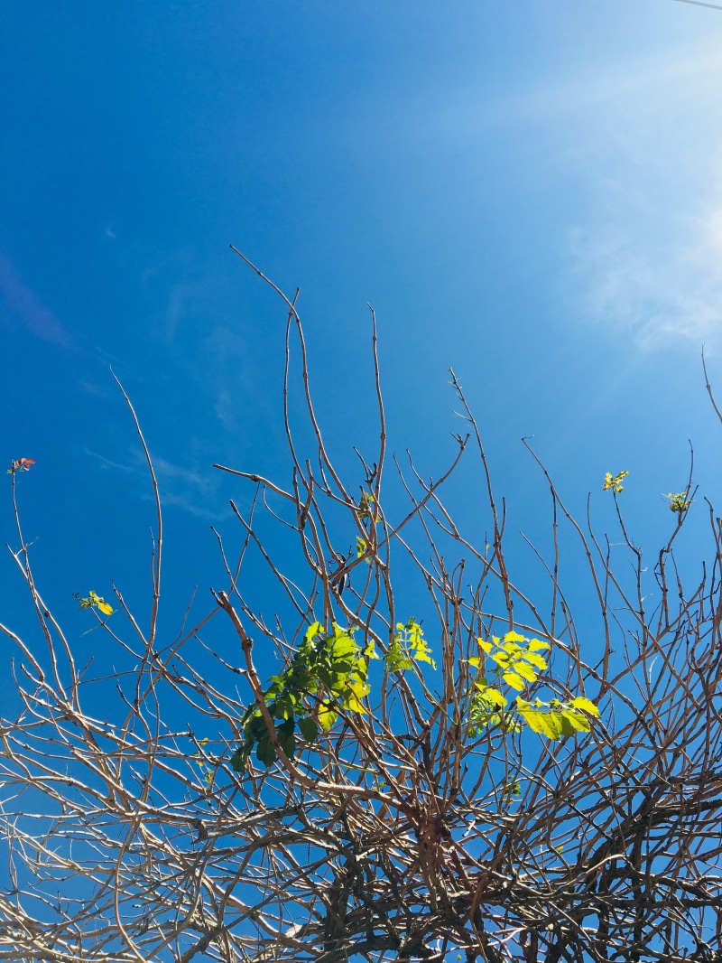 freshness, sol, tree, céu azul, fragility, plant, day, flowering plant, green color, outdoors, nature, primavera, yellow, 4K, blue, vida, natureza, beauty in nature