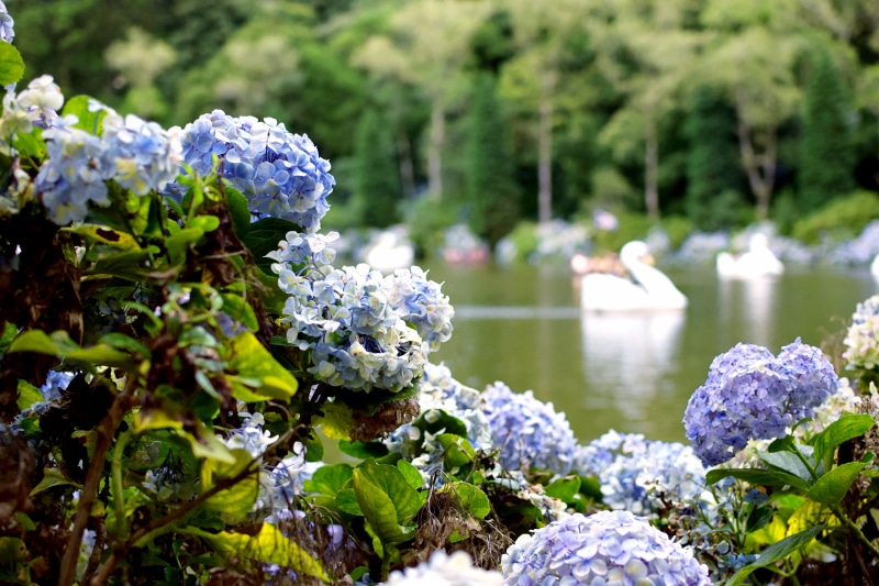 water, flower head, rock, parque do lago negro, plant, bokeh, 5K, nature, animal themes, trees, gramado, purple, tranquility, flower, growth, animal, freshness