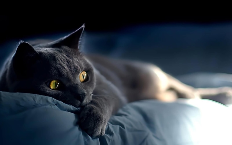 1080P, negro, acostado, descanso, gato