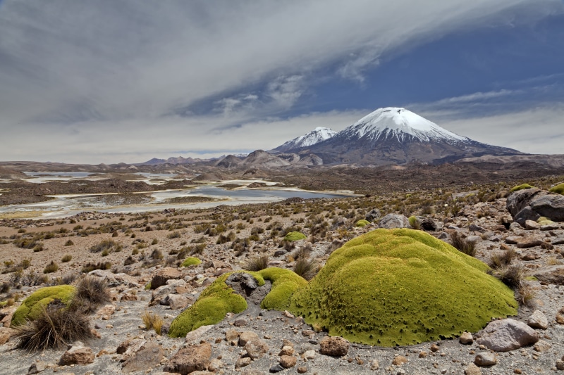 vulcano, japan, moss, mountain Peak, chile, mountain, wild, parinacota, wilderness, arica, canon 5D, altiplano, andes, volcano, lago, highlands, Parinacota volcano