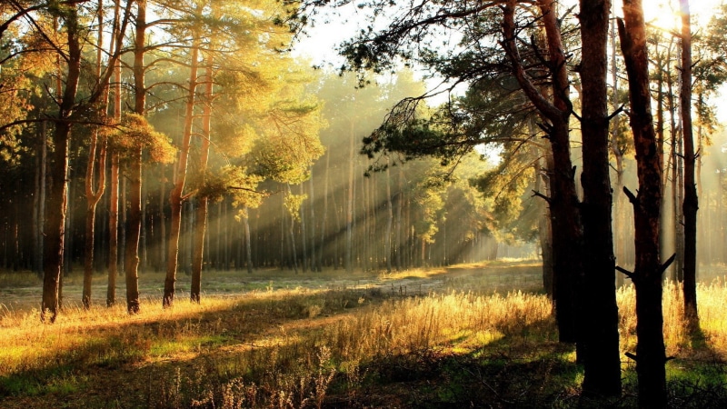 1080P, widescreen nature  high resolution 1920x1080