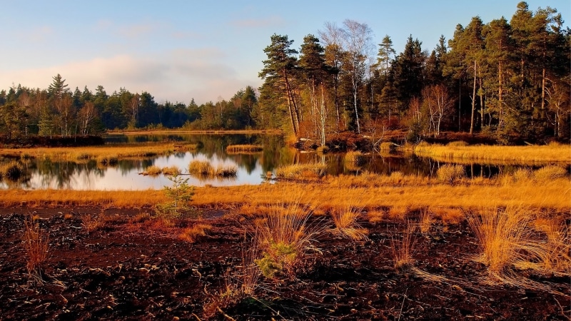 widescreen nature  high resolution 1920x1080, growth, non-urban scene, forest, lake, swamp, plant, tranquility, change, outdoors, tranquil scene, no people