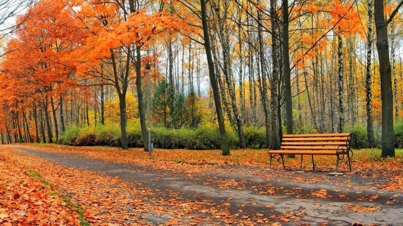 8K, nature full size desktop 7680x4320