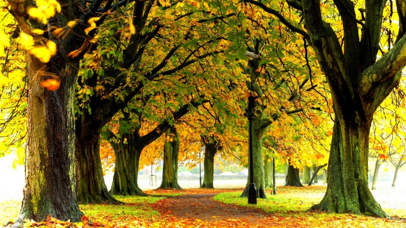 8K, nature full size desktop 7680x4320