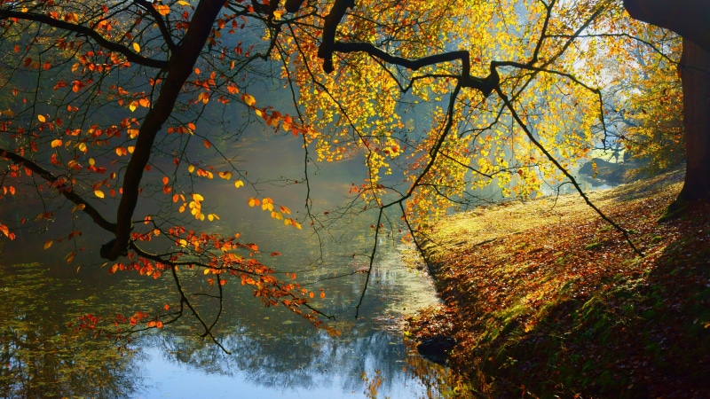 8K, nature full size desktop 7680x4320
