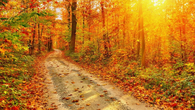 8K, nature full size desktop 7680x4320