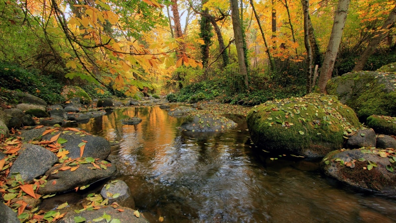 8K, nature full size desktop 7680x4320