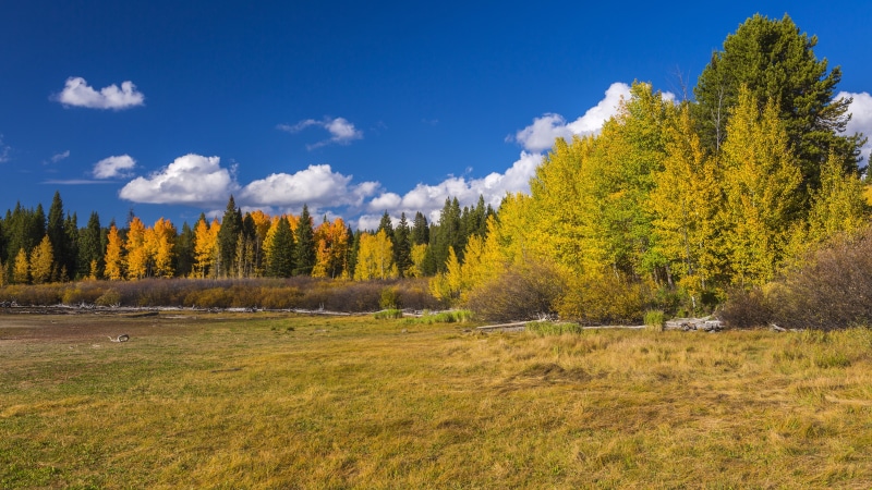 8K, nature full size desktop 7680x4320