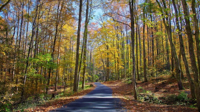 8K, nature full size desktop 7680x4320