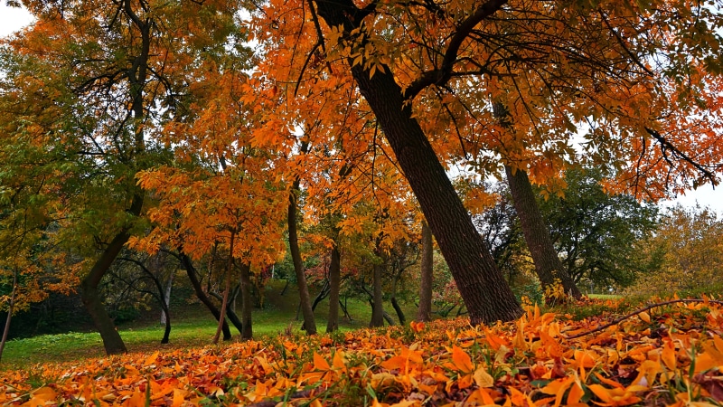 8K, nature full size desktop 7680x4320