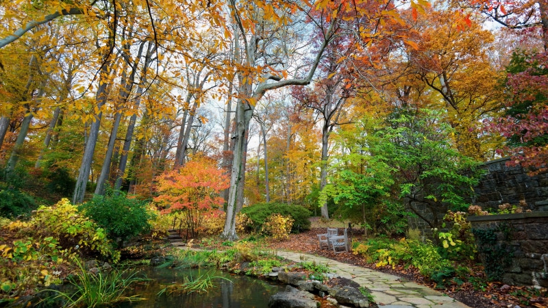 8K, nature full size desktop 7680x4320