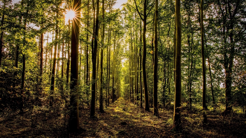 8K, nature full size desktop 7680x4320