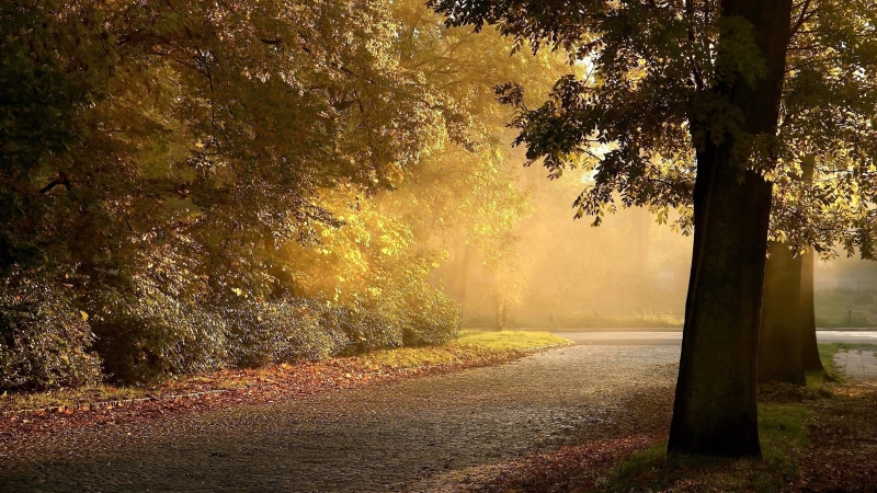 8K, nature full size desktop 7680x4320