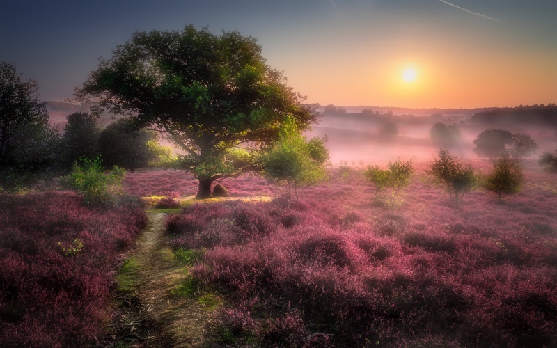 sunrise, walk, field, outdoors, sky, purple, 4K, photography, growth, scenics - nature, path, landscape, tranquility, android, beauty in nature