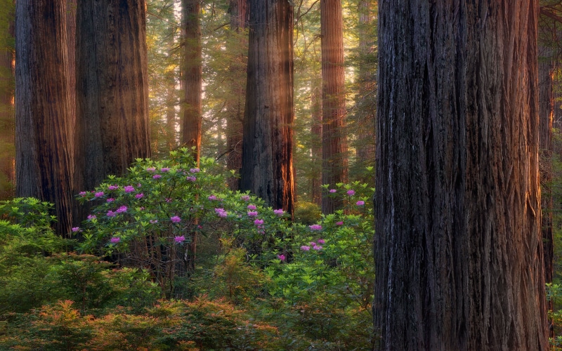 tranquility, growth, oregon, computer, flowering plant, mobile, plant, rhododendron, forests, purple, wood - material, woodland, hd, land, nature, freshness
