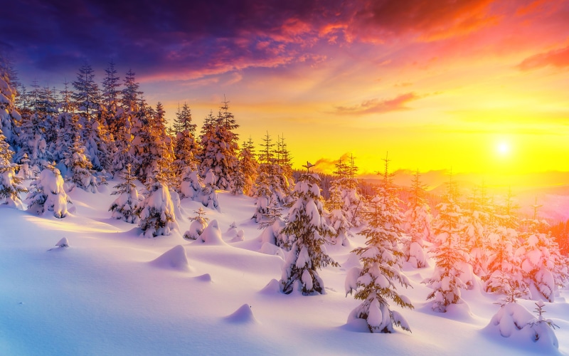 tree, tranquil scene, cold temperature, desktop, picture, tranquility, trees, environment, plant, powder snow, hd, nature, no people, snowdrops