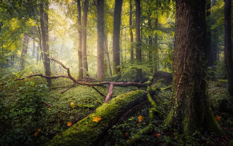 laptop, 4K, germany, fallen, hd, bavaria, landscapes, october, green, ultra, moss, trees, forest