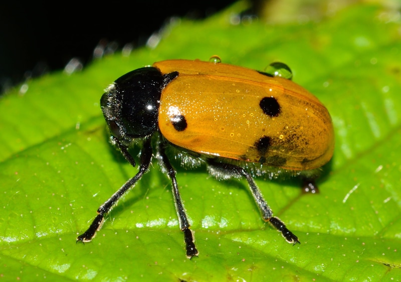 beetle, Lachnaia, animal eye, water, black color, focus on foreground, animals in the wild, no people, one animal, plant part, Insects, animal themes, Italic