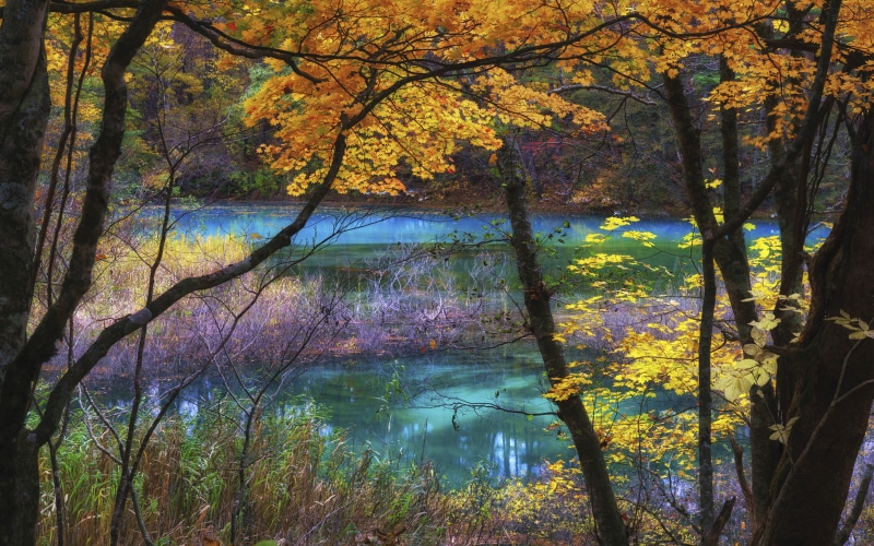 japan, lake, autumn, plant, fukushima, reflection, mobile, beauty in nature, tree trunk, phones, tranquility, fall, forest, outdoors, blue
