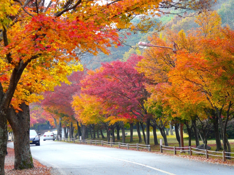 treelined, orange Color, scenic, no people, tourism, maple Tree, scenics - nature, plant part, black, scene, 2K, street, outdoors, fall colors, sign, red