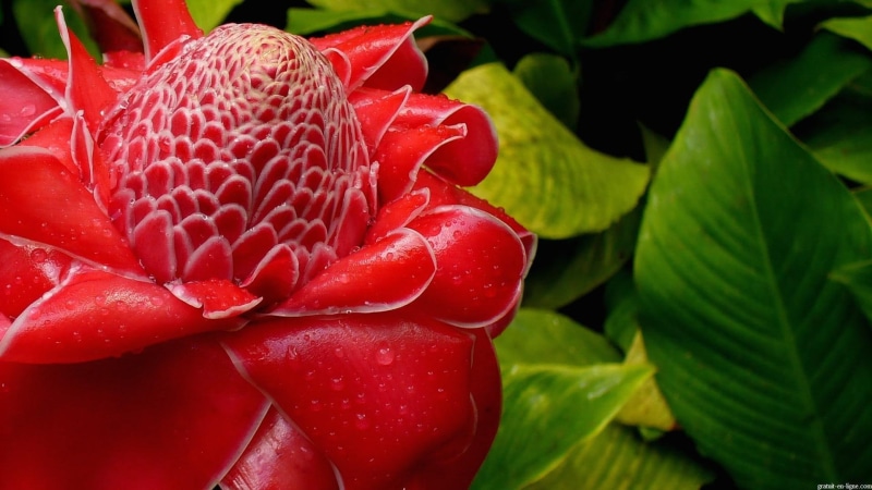 ginger, torch, plante, red, flower, 1080P, 3d and abstract, jolie, tres, fleur
