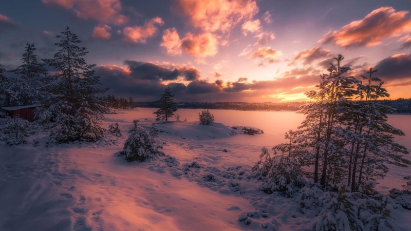 tree, environment, purple landscape, cloud - sky, evening, purple sunset, nature, dusk, norway, cold temperature, ringerike, sky, winter, land, plant, no people