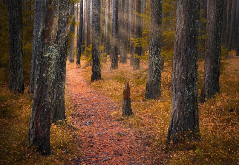 RINGERIKE, trees, path, autumn, 1080P, forest, Norway