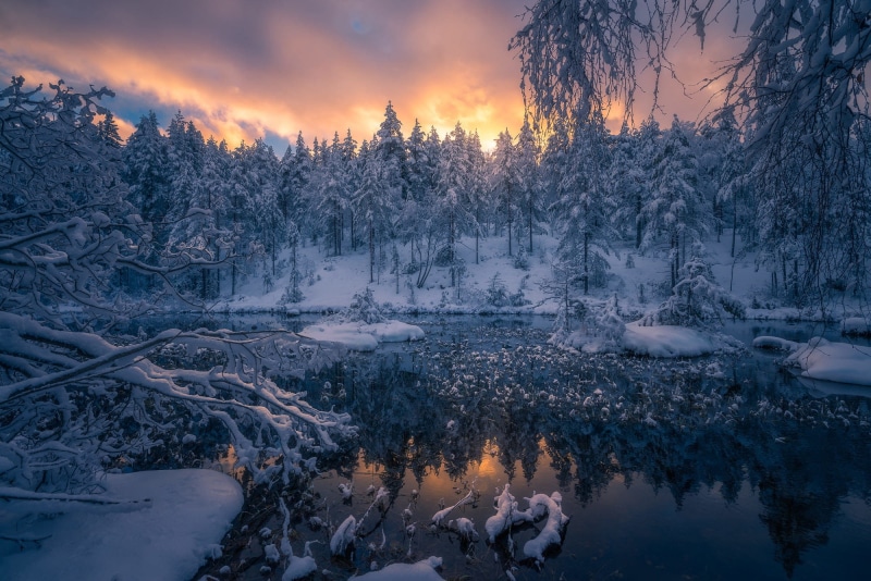 Ringerike, Norway, 1080P, Norwegian Woods