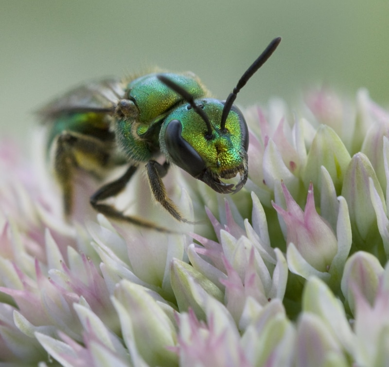 720P, nature, Halictid Bee, bee, close-up, sweat, purple, macro, cool, uncool, metallica, garden, pink, closeup, perched, dof, plant, backyard, emerald