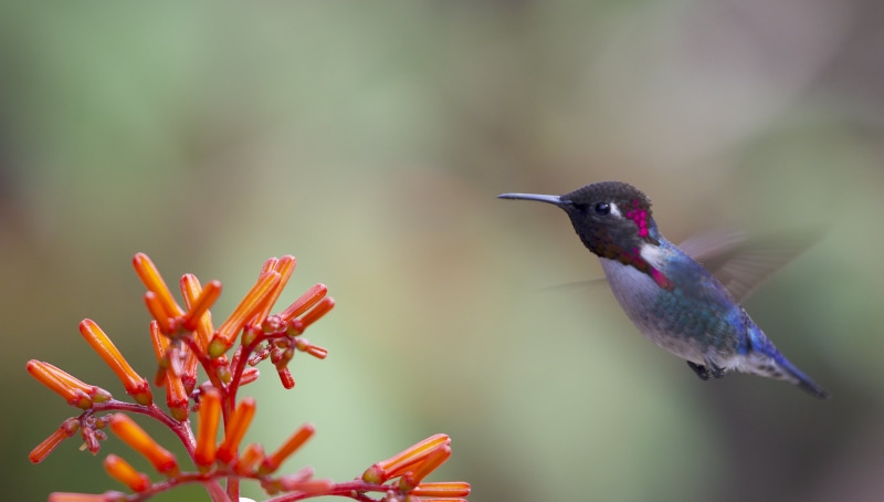 feather, black, Naturalist, Instagram, Gregory, Journeys, bird, hummingbird, red, Cuba, animal, beak, 4K, Smith, hovering, flower, blue, bee, beside, Bee Hummingbird