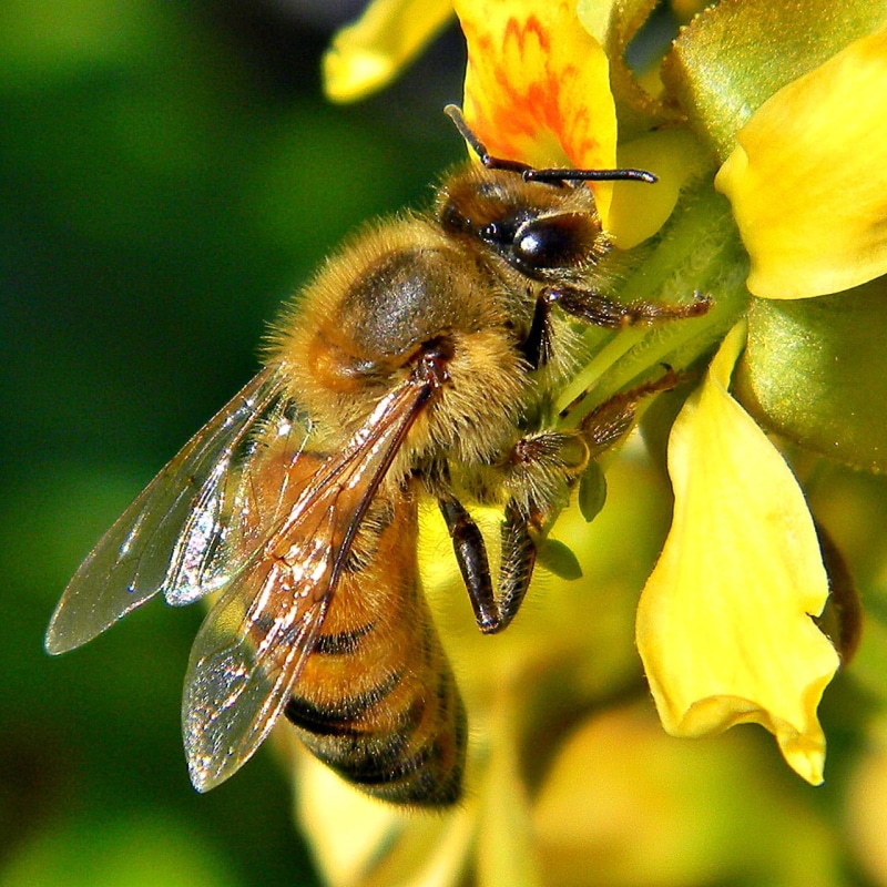 taxonomy, Apis mellifera, Pollinators, binomial, 720P, honeybee, macro, Honey Bee, honey  bee, plant, Gray, bee, nature, John D. MacArthur Beach State Park