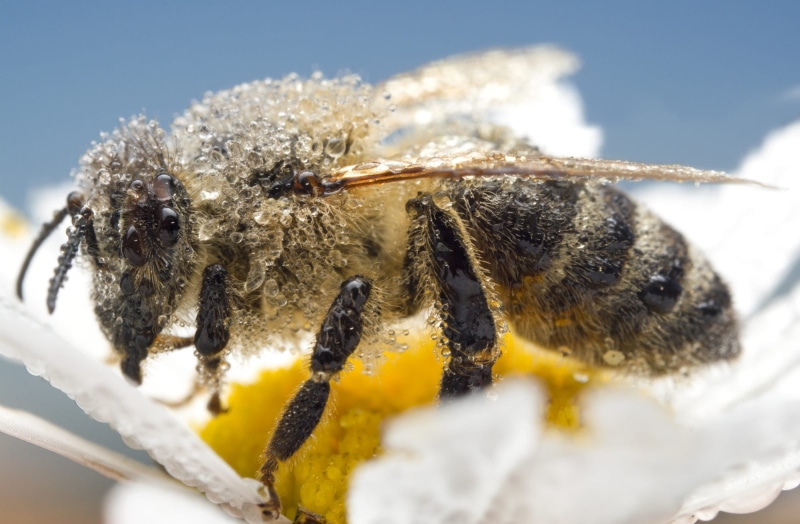 photography, macro photography, pollen, picture, flower, petaled, insect, macro, image, 1080P, yellow, apis, close-up, royalty, European honey bee, Apis mellifera