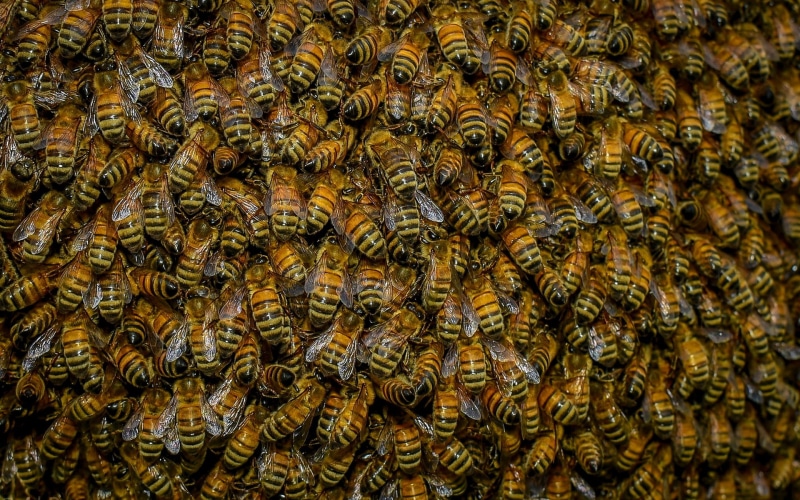 swarm, bees, 1080P