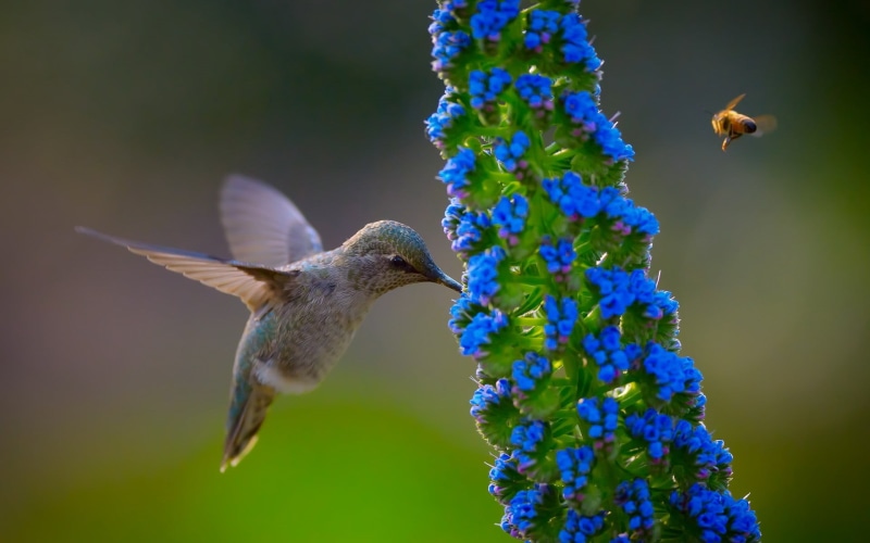 animals, close-up, beauty in nature, fish, animal wildlife, animal themes, humming bird, white, vertebrate, flower, hovering, outdoors, plant, closeup