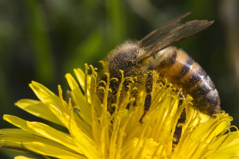 pollination, Pollen, bee, Bee  Honey, Honey Bee, close-up, Bee  Bee, 2K, flower, macro, plant, nature, insect, honey, yellow, California