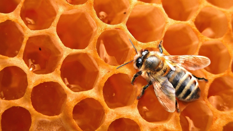 1080P, animals, honey, nature, bees