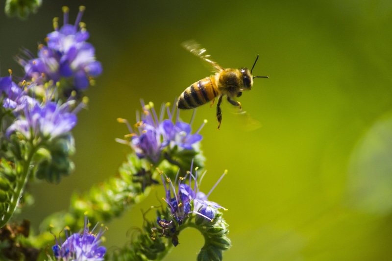 spring, photo, hovering, pollen, summer, Honey  honey, honey, plant, pollination, honey Bee, macro, yellow, bee, flower, Photography, insect, outdoors