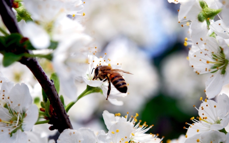 White, Insect, Flowers, Cherry, 2K, Spring, Bee
