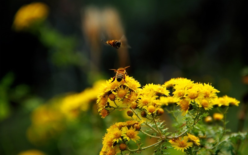 flowers, growth, petal, 1080P, insect, outdoors, close-up, no people, one animal, petaled, beauty in nature, green, macro, bees, vulnerability, flowering plant